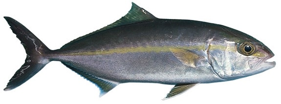 Amberjack